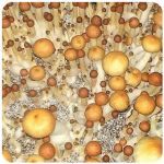 Псилоцибиновые (галлюциногенные) грибы в Раменском Psilocybin "Golden Teacher" Псилоцибиновые (галлюциногенные) грибы в Раменском Psilocybin "Golden Teacher"