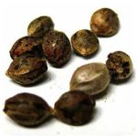 Семена марихуаны АК-47 (Seeds AK-47) в Раменском Семена марихуаны АК-47 (Seeds AK-47) в Раменском